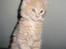 Maine Coon Mikkel<3