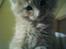 Maine Coon Mikkel<3 - nårrrr<3