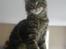 Maine Coon DK Kruse Aladar(Solgt)