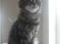 Maine Coon DK Kruse Aladar(Solgt)