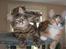 Maine Coon DK Kruse Aladar(Solgt)