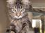 Maine Coon DK Kruse Aladar(Solgt)