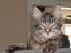 Maine Coon DK Kruse Aladar(Solgt)