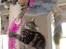 Maine Coon DK Kruse Aladar(Solgt)