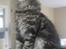 Maine Coon DK Kruse Aladar(Solgt)