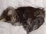 Maine Coon DK Kruse Aladar(Solgt)
