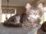 Maine Coon DK Kruse Aladar(Solgt)