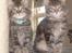Maine Coon DK Kruse Aladar(Solgt)