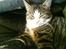 Huskat Tomtom R.I.P