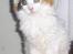 Maine Coon hope´s perle