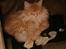Maine Coon Isabella