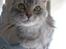 Maine Coon DK Kousgård Bianka