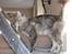 Maine Coon DK Kousgård Bianka