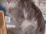 Maine Coon DK Kousgård Bianka