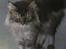 Maine Coon DK Kousgård Bianka