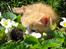 Huskat google