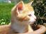 Huskat google