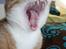 Huskat google