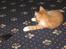 Huskat Garfield