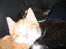 Huskat Garfield