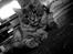 Maine Coon DK Amazing Paw´s Joey - Vores smukke nye lille prins.