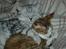 British Shorthair S*Swebritt's Dustin