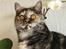 British Shorthair S*Swebritt's Dustin - Smukke smukke Savannah,datter af Dustin.(Her 10 mdr.gl.)