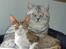 British Shorthair S*Swebritt's Dustin - Dustin & Cassie,bare søde sammen ;-))
