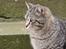 Huskat Whiskas