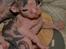 Sphynx Clara