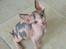 Sphynx Clara