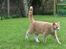 Huskat Putte