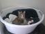 Huskat Hemmi * R.I.P *  † - Ny yndlings soveplads *NYT*
