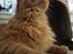 Maine Coon | Jaffe
