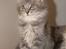 Maine Coon Caladesi Island
