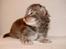 Maine Coon Caladesi Island - 1 uge