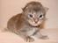 Maine Coon Caladesi Island - 2 uger