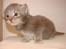 Maine Coon Caladesi Island - 3 uger