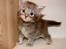 Maine Coon Caladesi Island - 4 uger