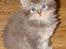 Maine Coon Caladesi Island - 5 uger