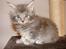 Maine Coon Caladesi Island - 6 uger