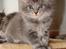 Maine Coon Caladesi Island - 7½ uge