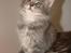 Maine Coon Caladesi Island - 9 uger