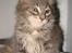 Maine Coon Caladesi Island - 10 uger