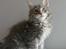 Maine Coon Caladesi Island - 11 uger