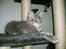 Maine Coon Caladesi Island - Caladesi er lige kommet hjem 12 uger gammel
