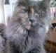 Maine Coon Nala