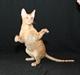 Cornish Rex krølle/ girbius *R.I.P*
