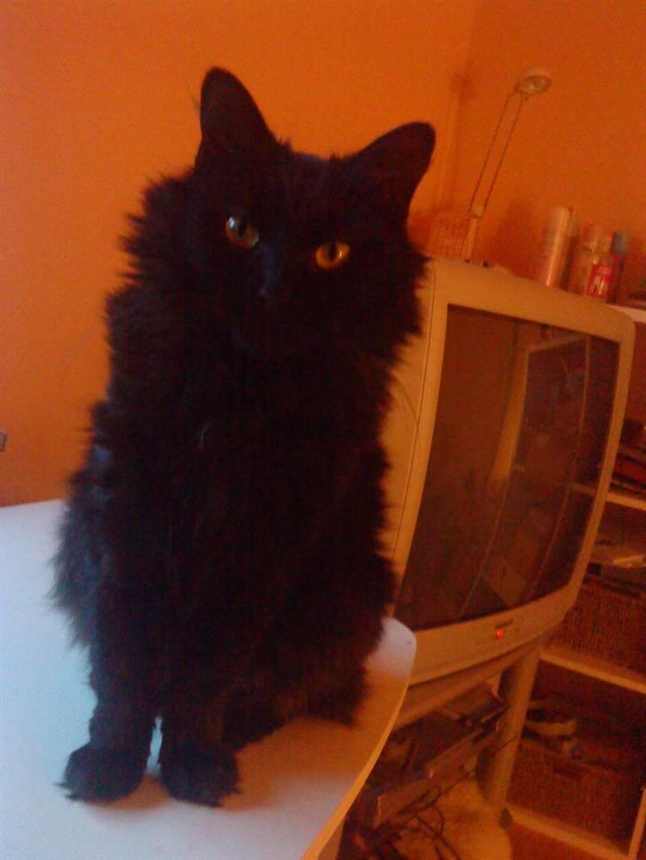 Blanding af racer Feline R.I.P billede 7