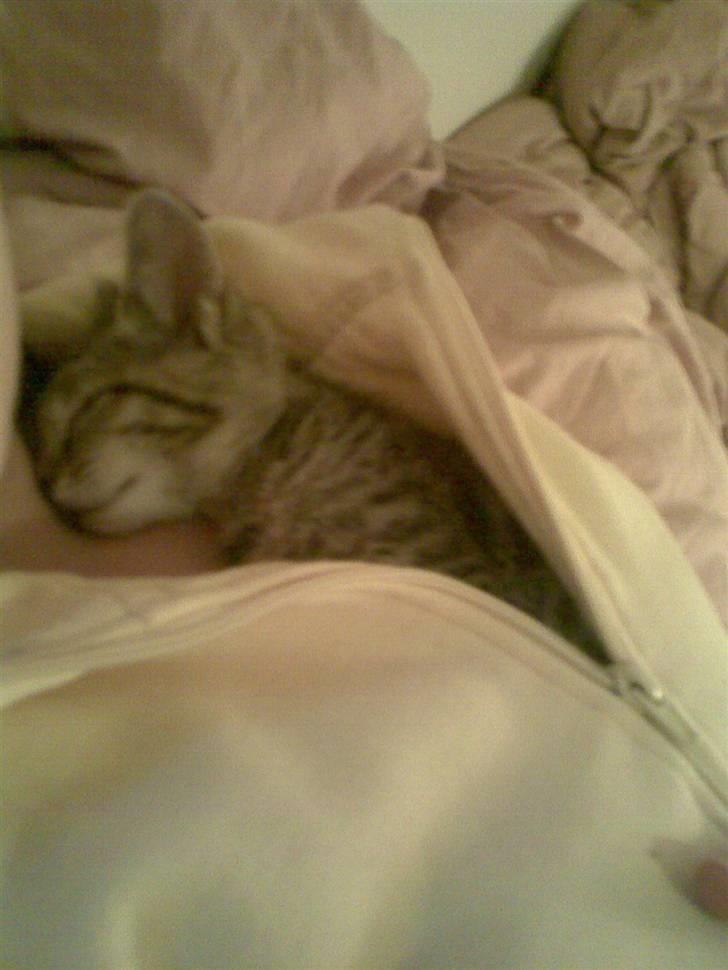 Blanding af racer Shaker billede 9